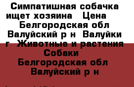 Симпатишная собачка ищет хозяина › Цена ­ 10 - Белгородская обл., Валуйский р-н, Валуйки г. Животные и растения » Собаки   . Белгородская обл.,Валуйский р-н